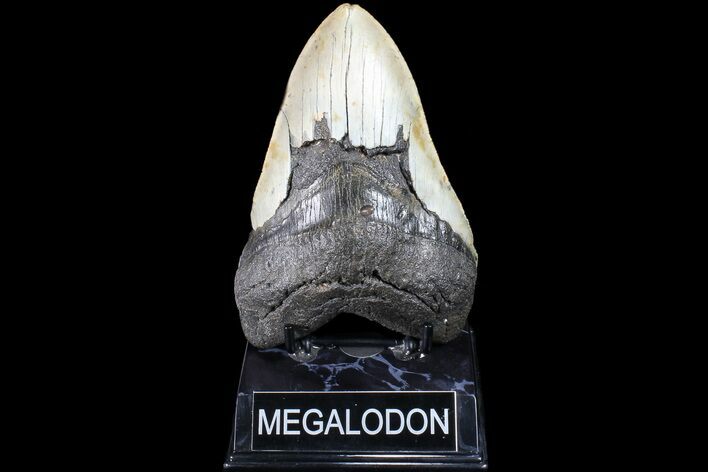 Bargain, Megalodon Tooth - North Carolina #83972